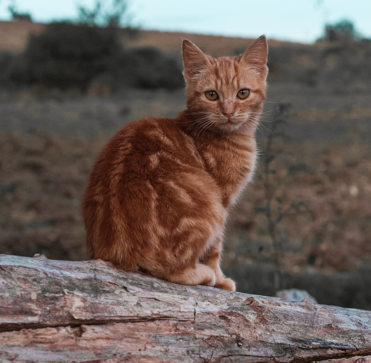 Clemson Paw Partners Feral Cat Program